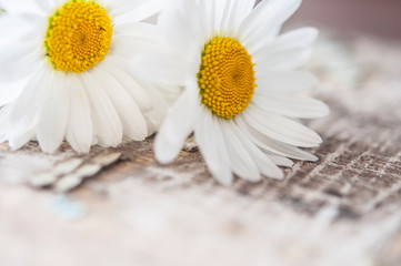 Fototapeta na wymiar Chamomile flowers on wooden background with copy space
