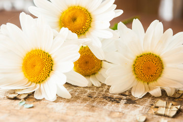 Obraz premium Chamomile flowers on wooden background with copy space