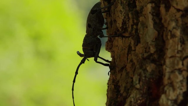Black spotted pine sawyer beetle (Monochamus galloprovincialis) moving on a tree at vertical position.