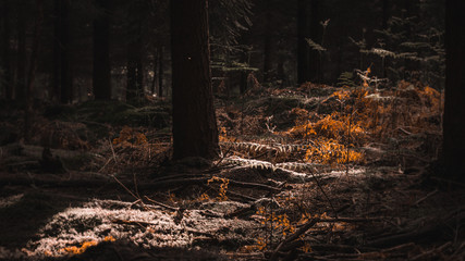 Forêt rouge