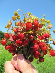 strawberry bouquet