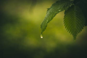 drops of water after the rain flow from the green leaves on the trees close-up. summer rain on a sunny day. wet weather in nature macro