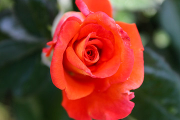 rose close-up in the garden