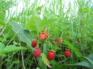 red berries in the grass