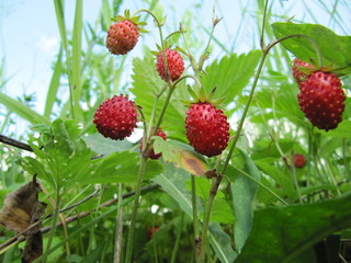 wild berry