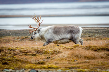 Reindeer eating grass in Adventdalen Fjord, sea in the background, Longyearbyen, Svalbard, Arctic