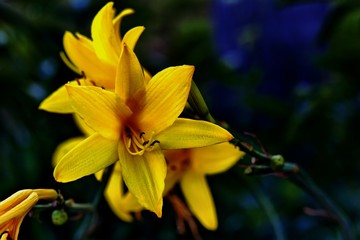 Closeup of bright yellow lilies with blurred background.