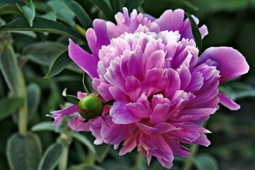 Beautiful pink peony flower with blur background