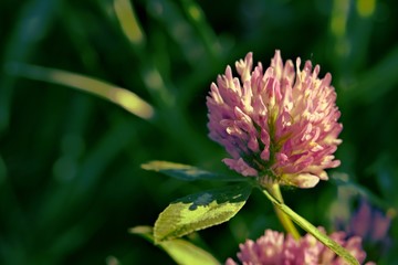  Beautiful pink clover flower on blurred grass background