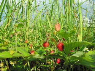 forest tasty strawberries