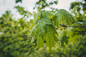 drops of water after the rain flow from the green leaves on the trees close-up. summer rain on a sunny day. wet weather in nature macro