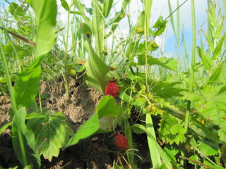 beautiful red strawberries