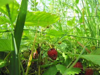 beautiful strawberries