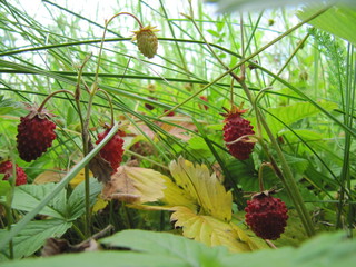 wild miracle wild strawberry