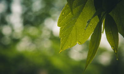 drops of water after the rain flow from the green leaves on the trees close-up. summer rain on a sunny day. wet weather in nature macro
