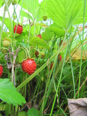 beautiful strawberries