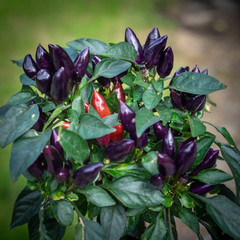 Purple and red chili peppers growing on a plant