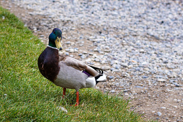 Duck on grass