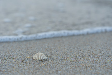 Sea shell on the sand