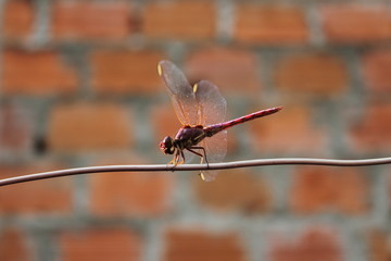 Anisoptera urbana