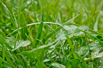 drops of water after the rain lie on the green leaves of the grass closeup. summer rain on a sunny day. wet weather in nature. dew macro