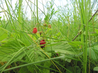 wild miracle wild strawberry