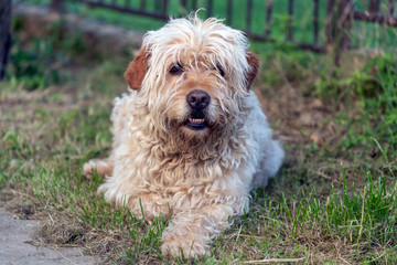 Portrait of hairy brown mutt dog