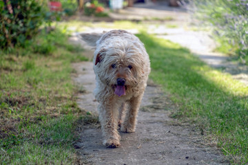 Hairy brown mutt dog walking along the backyard