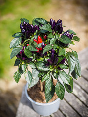 Purple and red chili peppers growing on a plant