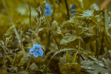 drops of water after the rain lie on the green leaves of the grass closeup. summer rain on a sunny day. wet weather in nature. dew macro