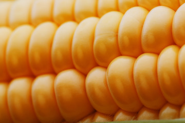 Ripe grains of golden corn closeup, harvest season, healthy organic nutrition of the ear of corn. Vegetarian food golden textural wallpaper, abstract backgrounds