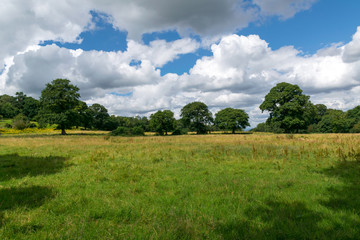 Landschaft mit Wiese und Bäumen und spektakulärem Himmel