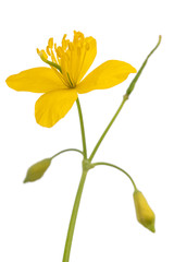 Celandine (Chelidonium majus)