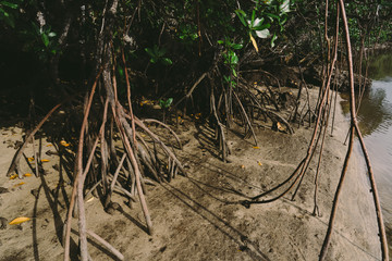 Landscape of Ishigaki Island