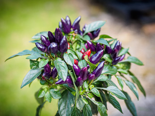 Purple and red chili peppers growing on a plant