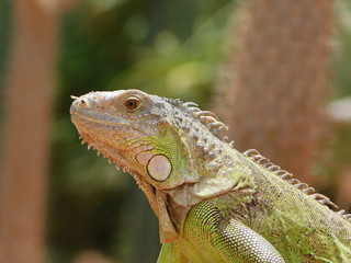 Leguan