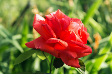 red rose in the garden
