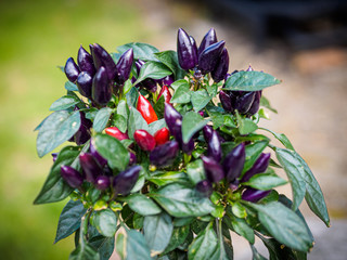 Purple and red chili peppers growing on a plant