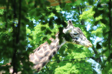 giraffe and the zoo.