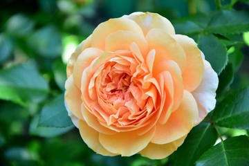 The most delicate orange rose in the garden close-up