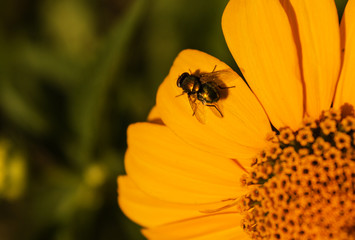 green fly on yellow petals