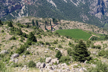 Fototapeta na wymiar Vineyards in the mountains (Greece, Peloponessus)