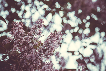 Pink lilac bush bud close up on a blurred bokeh background. spring bloom of decorative flowers close-up. blooming branch in the garden. copy space
