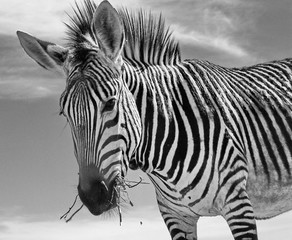 A Zebra chews the grass in shades of gray