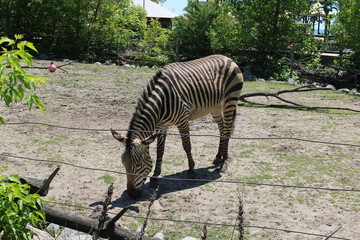 zebra eating