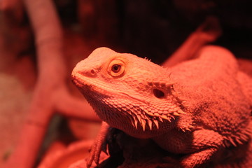 bearded dragon