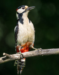 Great Spotted Woodpecker