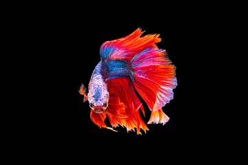 Foto auf Leinwand The moving moment beautiful of red and blue siamese betta fish or fancy betta splendens fighting fish in thailand on black background. Thailand called Pla-kad or half moon biting fish. © Soonthorn