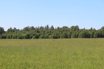 Fototapeta premium green field and blue sky
