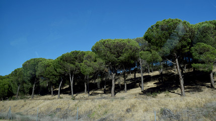 Fototapeta na wymiar Bosques de pinos en verano.